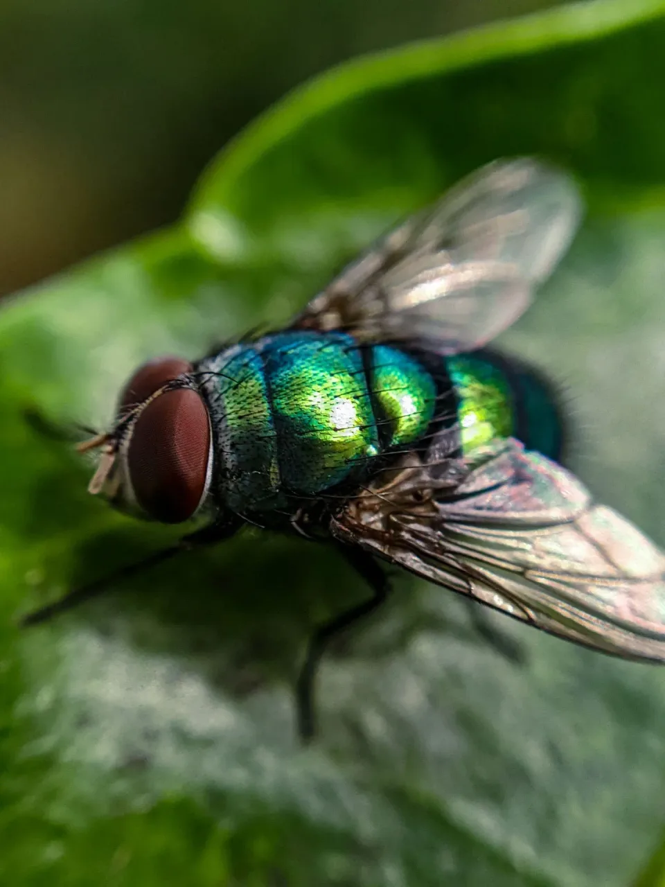 Blow Fly — Pest Control