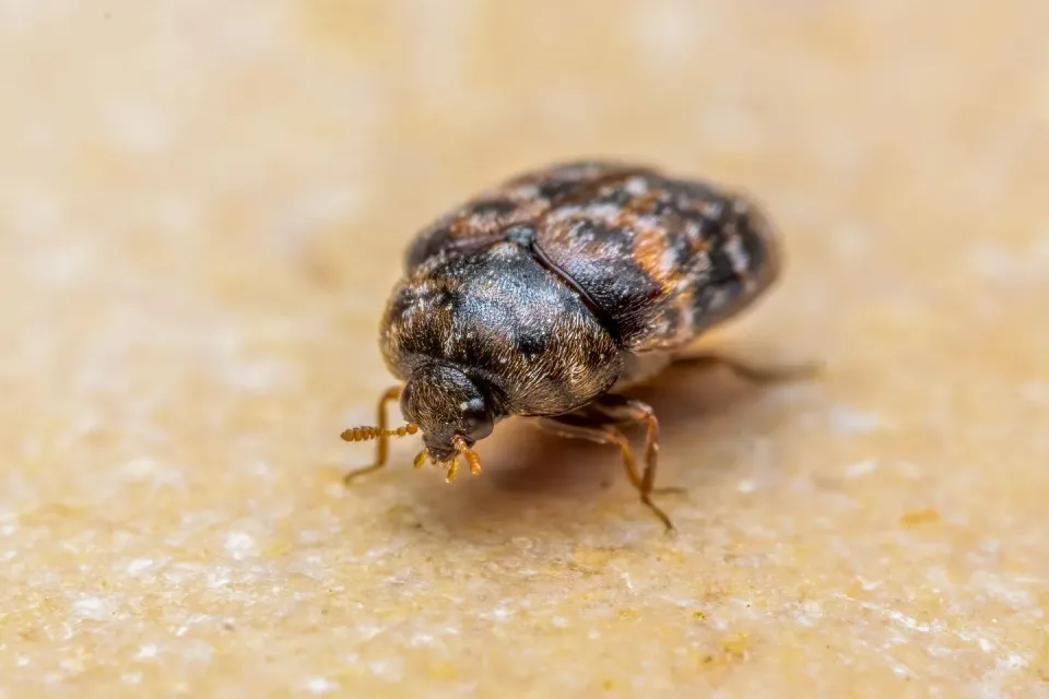 Carpet Beetle — Pest Control
