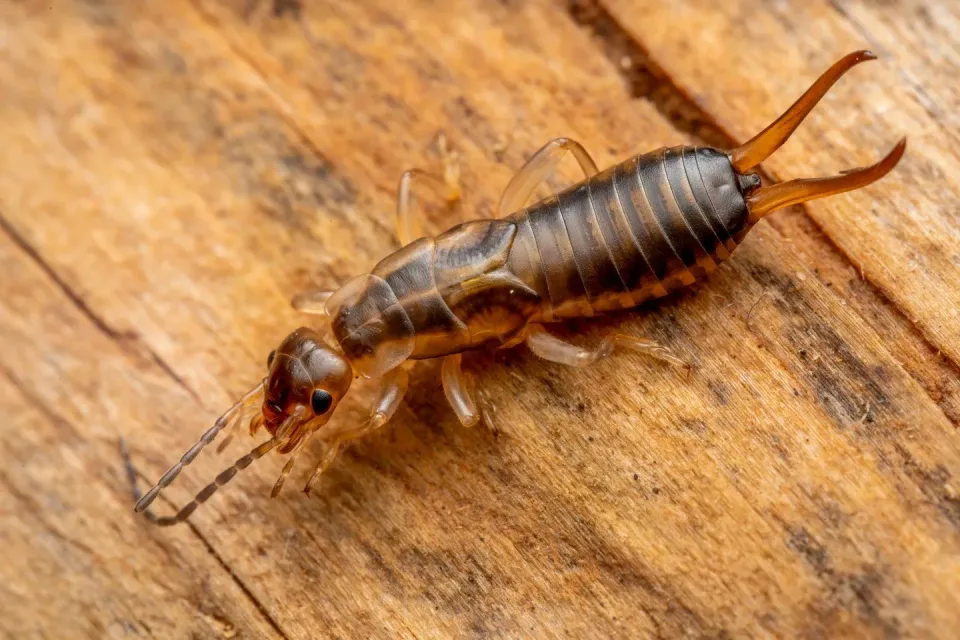 Earwig — Pest Control