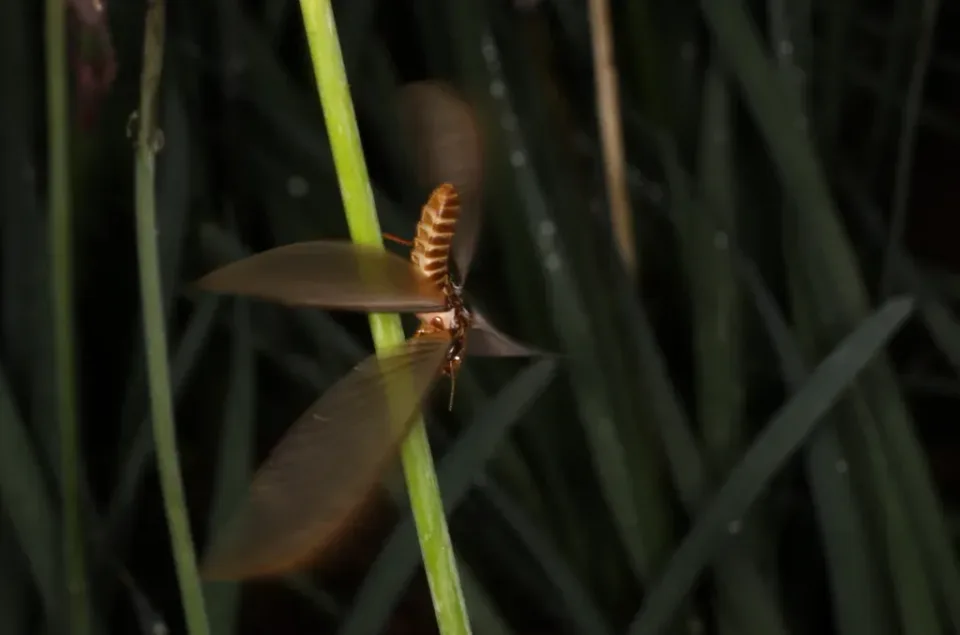 Flying Termite — Pest Control