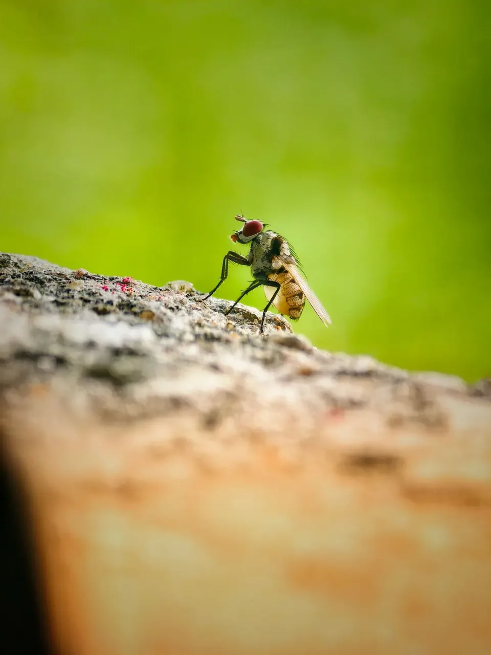 House Fly — Pest Control