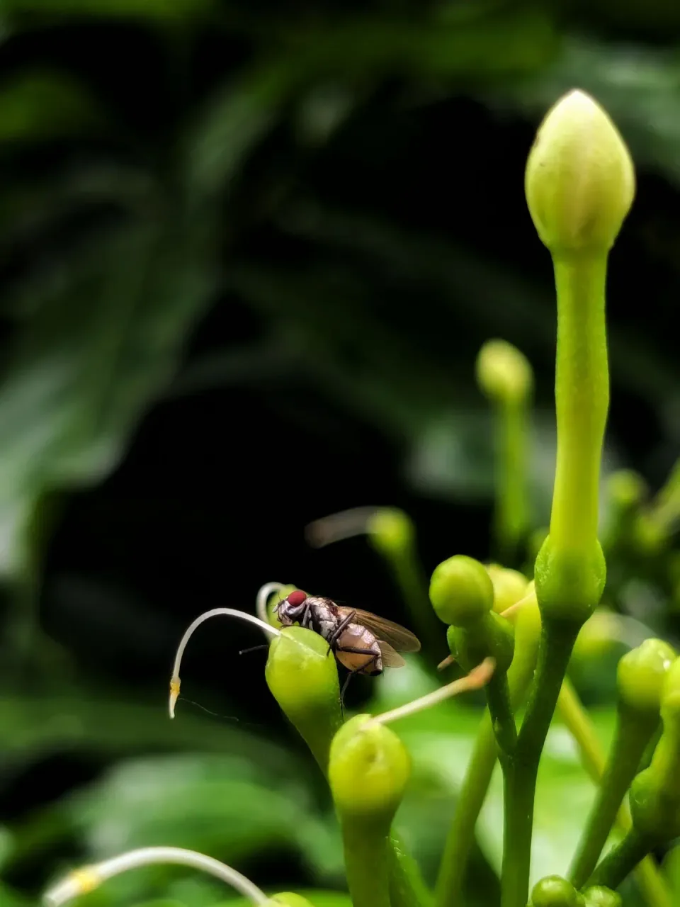 House Fly — Pest Control