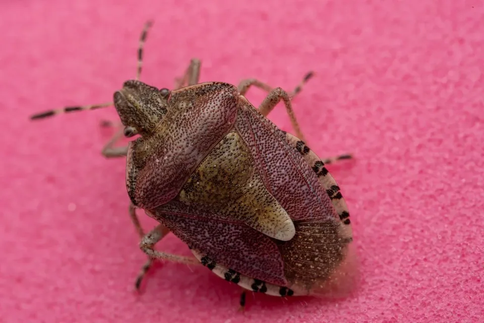 Stink Bug — Pest Control